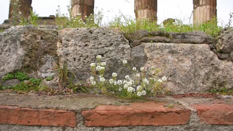 ancient ruins with white flowers growing on stone wall