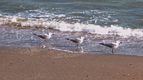 gaviotas de audouin en la playa en un día ventoso