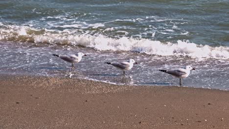 audouin’s gulls at the beach on a windy day