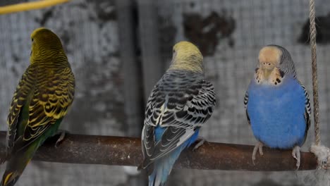 budgerigars swinging on swing hanging inside the bird cage