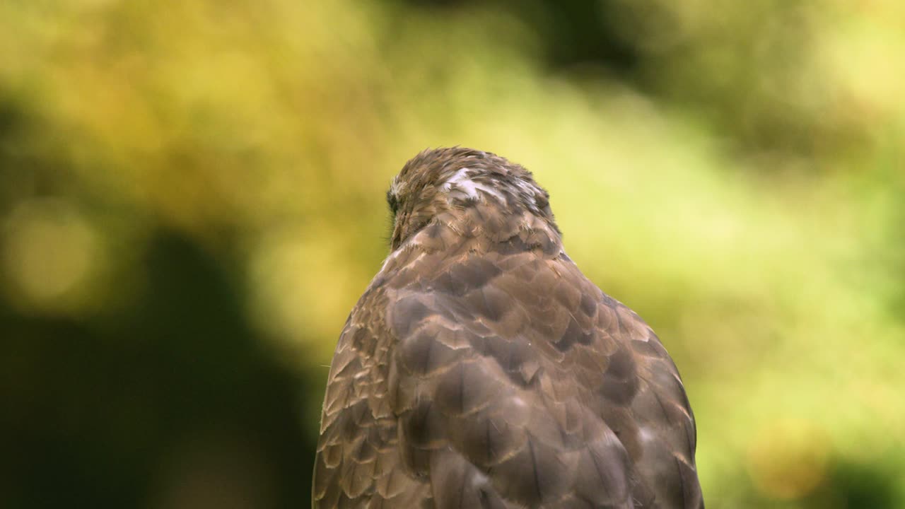 el halcón ha vuelto.