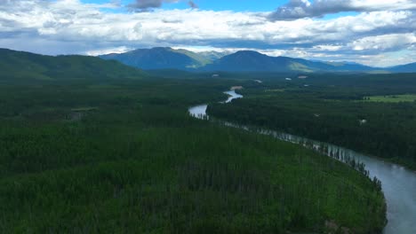 árboles del bosque de hoja perenne del río flathead en montana