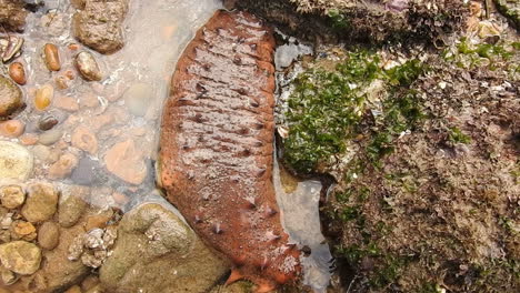 brown sea cucumber in rocky beach