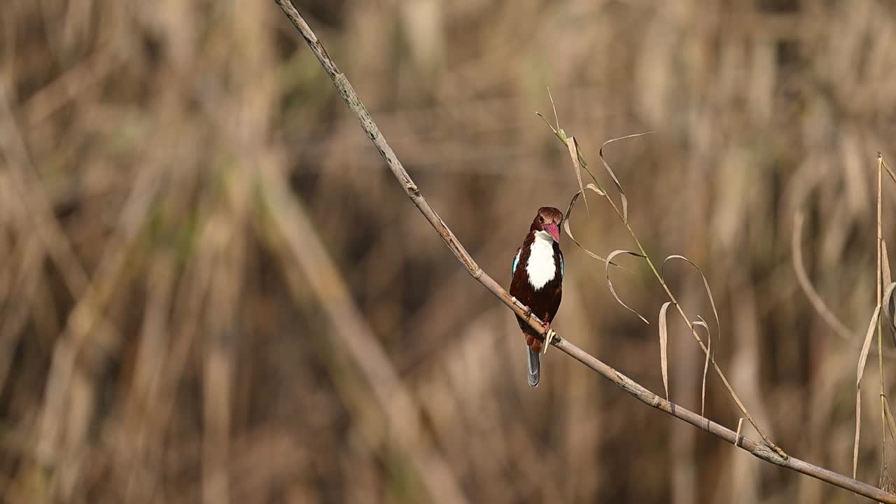 White throated kingfisher perched above ground indicates swift reaction ability