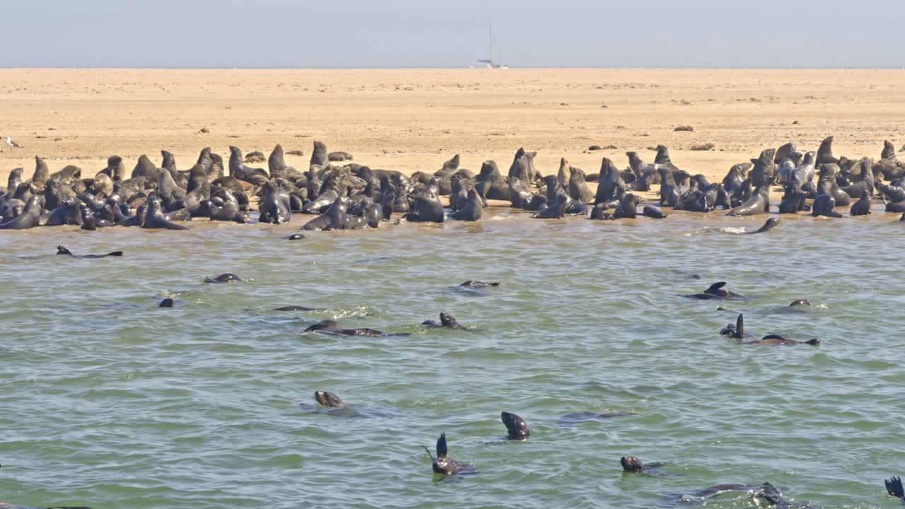 A colony of Cape fur seal (Arctocephalus pusillus), at Walvis Bay Namibia, some resting on the shore and others swimming and diving in the sea.