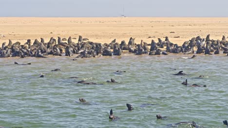 a colony of cape fur seal (arctocephalus pusillus), at walvis bay namibia, some resting on the shore and others swimming and diving in the sea.