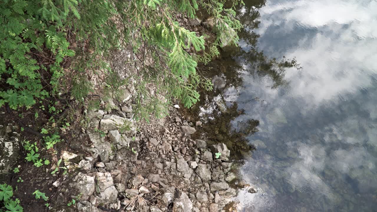 반사 된 숲 강 장면