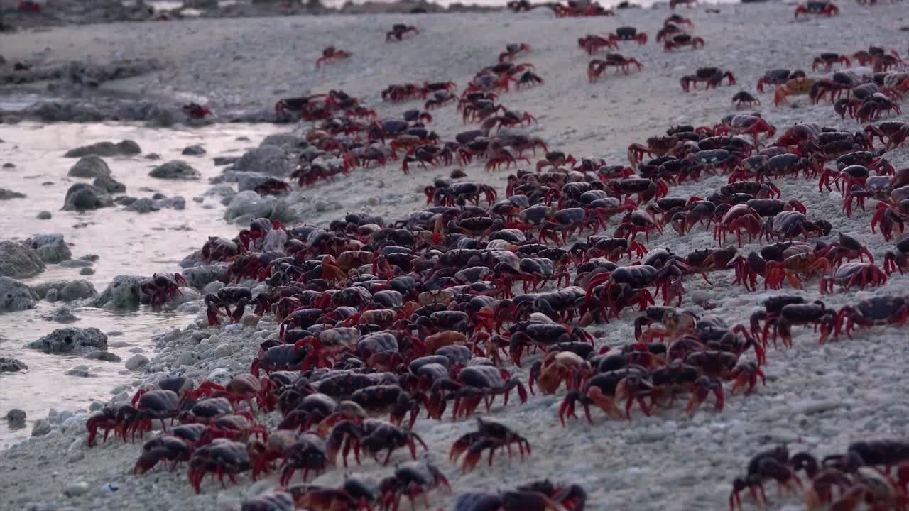 수백 마리의 육지 게가 카리브해 해변으로 모여듭니다.