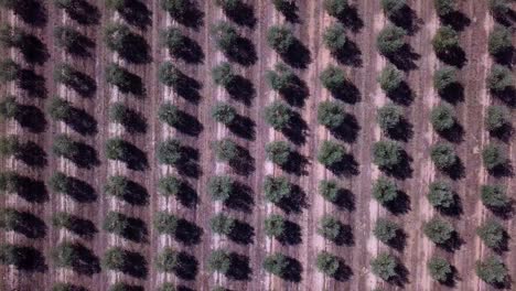 imágenes de drones aéreos de vista superior de olivos