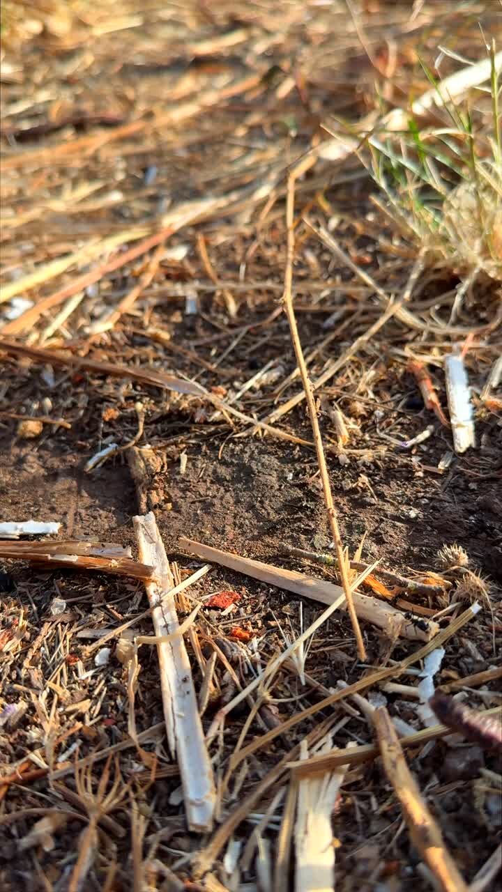Close-up of Dry Ground Cover and Twigs
