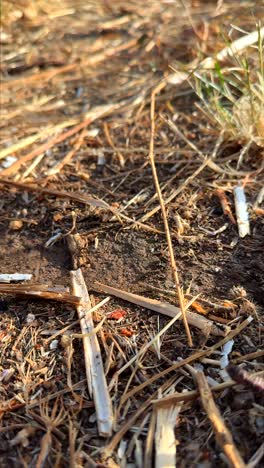 close-up of dry ground cover and twigs