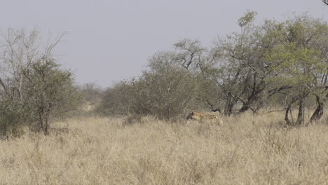 Spotted-Hyena-walking-through-bushveld-with-a-part-of-carcass-in-his-mouth,-slowmotion