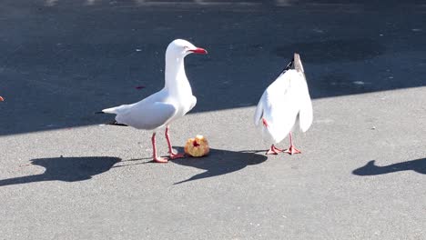 dos gaviotas compitiendo por una pieza de comida