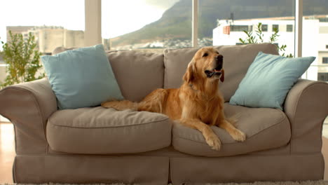 un perro lindo ladrando en el sofá.