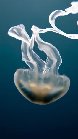 jellyfish in its natural habitat