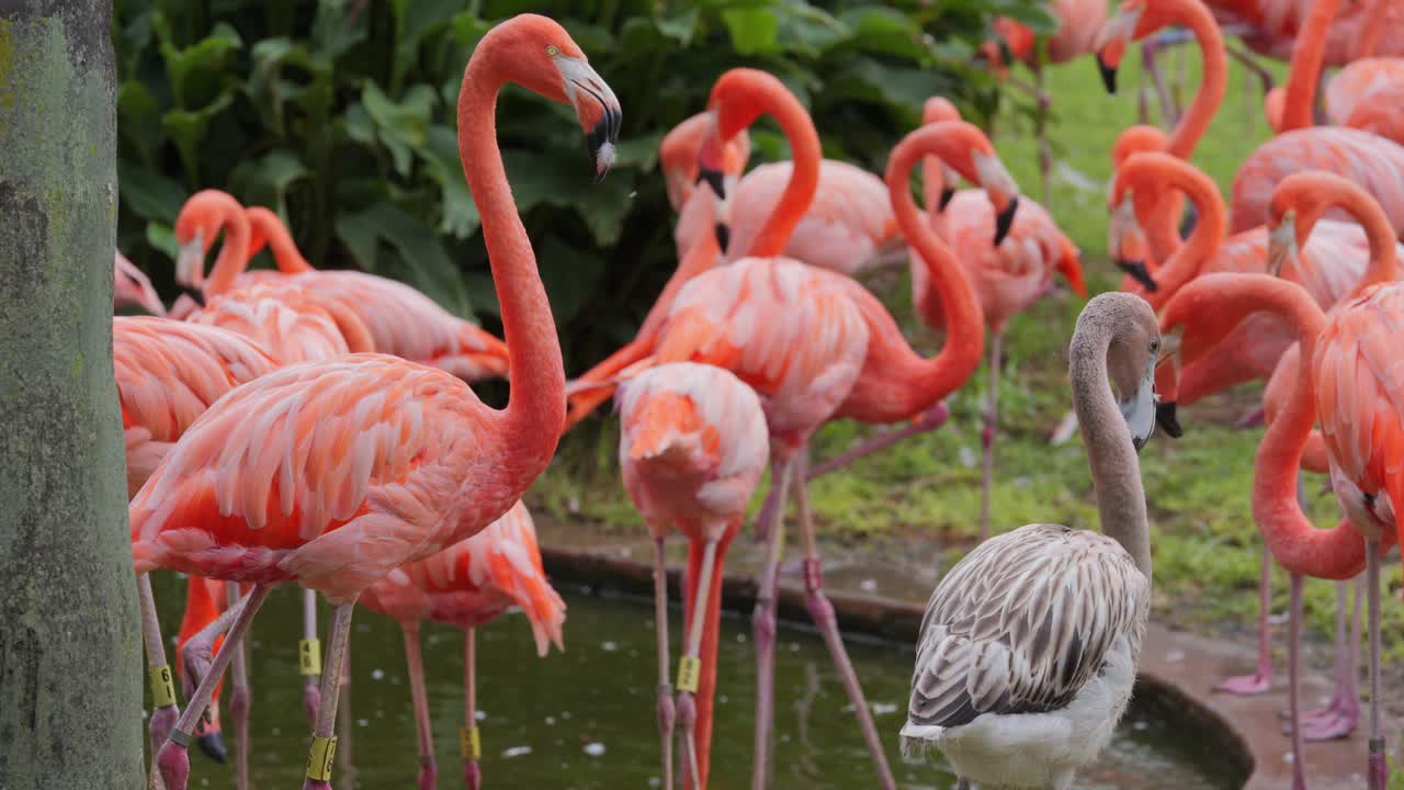 Flock of pink flamingos in green pond