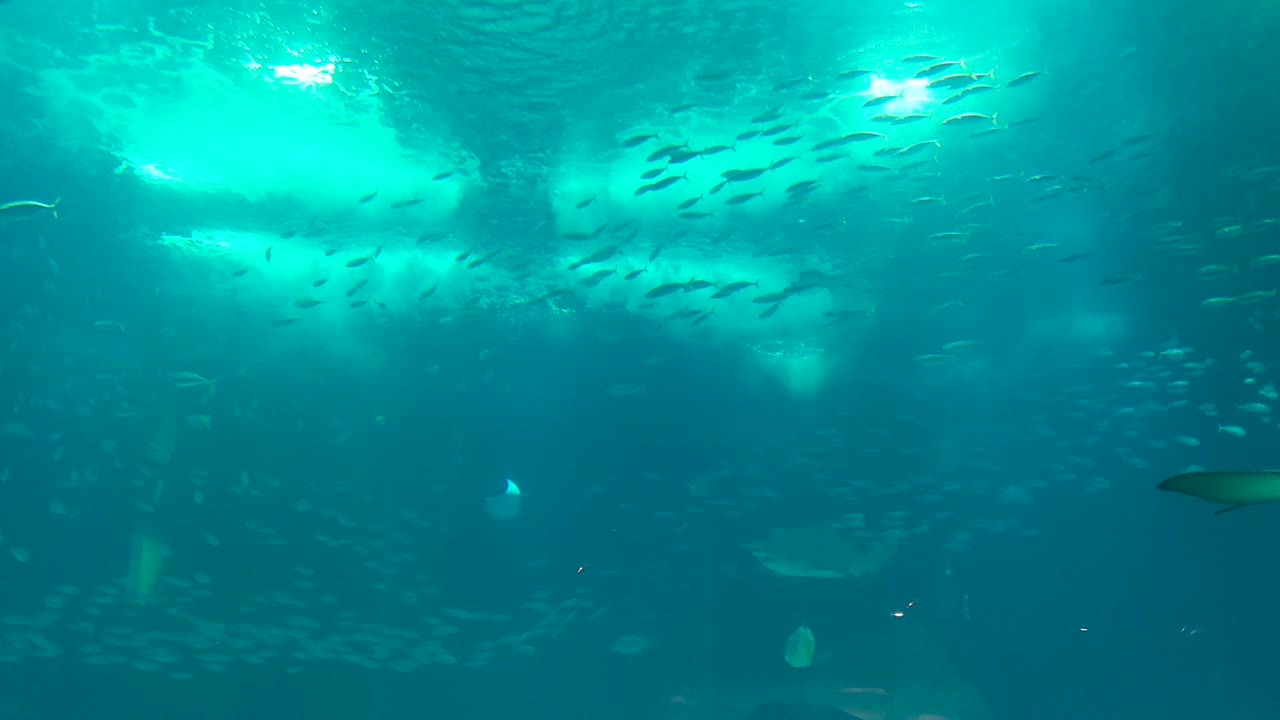 Amazing Underwater Scene with Rays and Schools of Fish