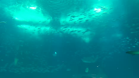 amazing underwater scene with rays and schools of fish