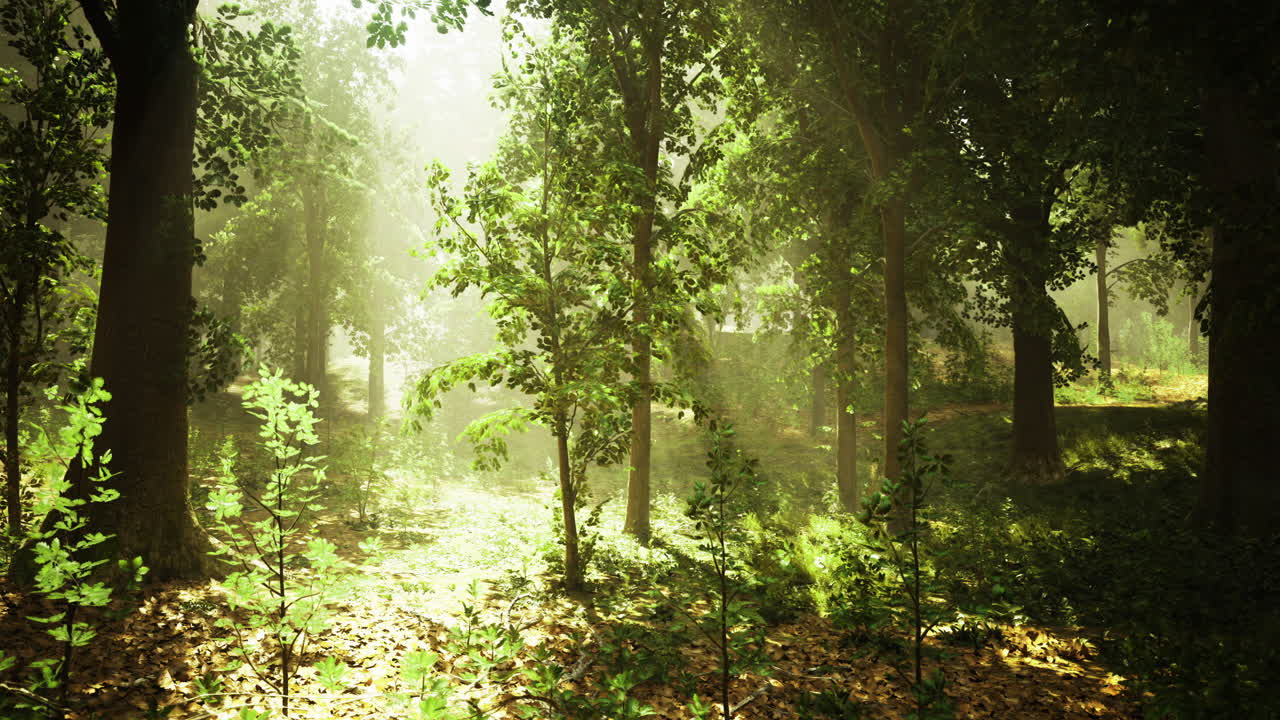 Sunlight filtering through trees in a vibrant forest during daytime hours