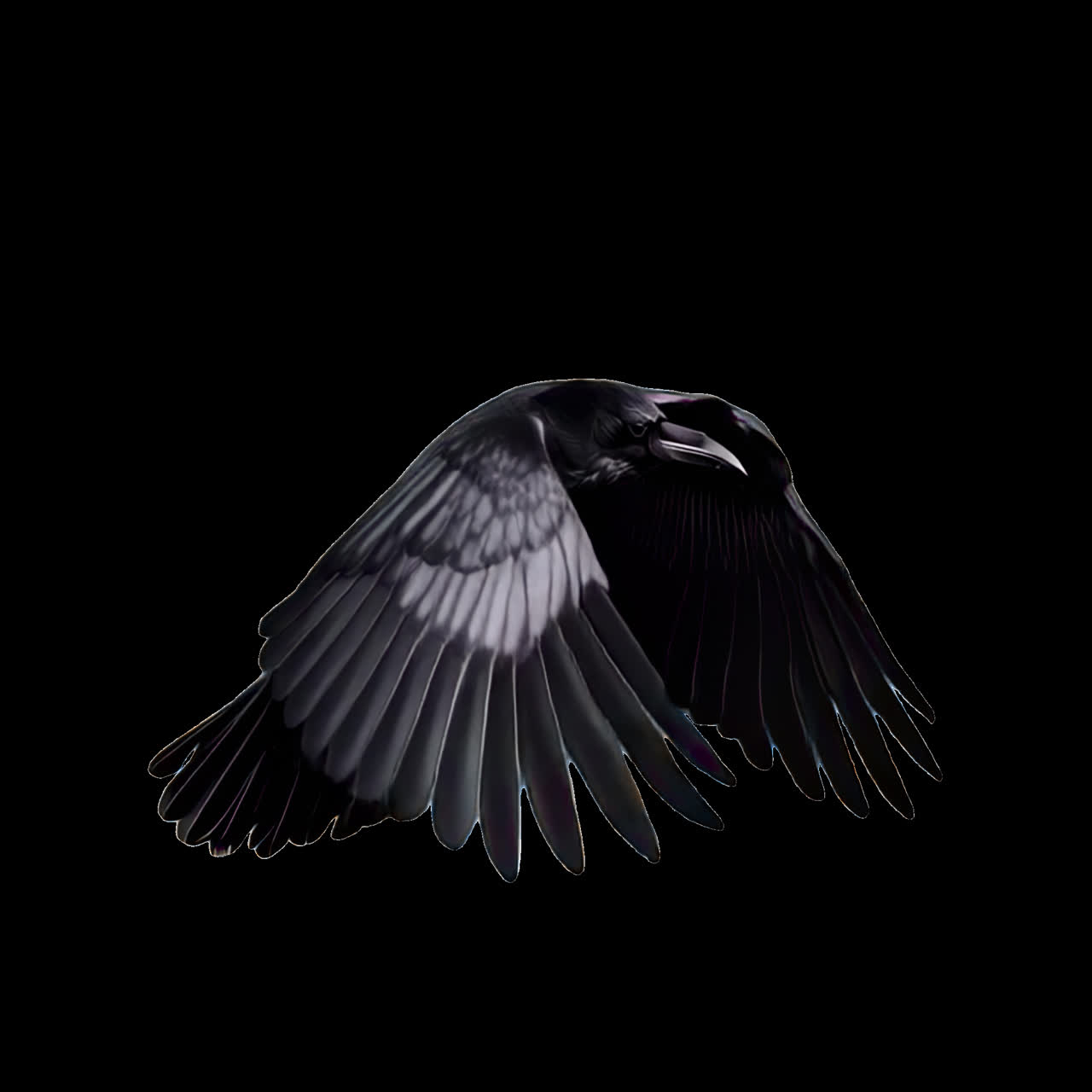 Majestic raven in flight silhouette animation isolated asset, transparent 4K video, alpha channel
