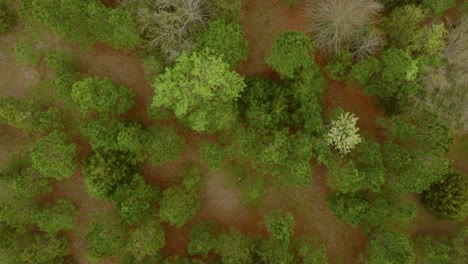 pine trees from above in the forest