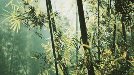 bamboo green forest in deep fog