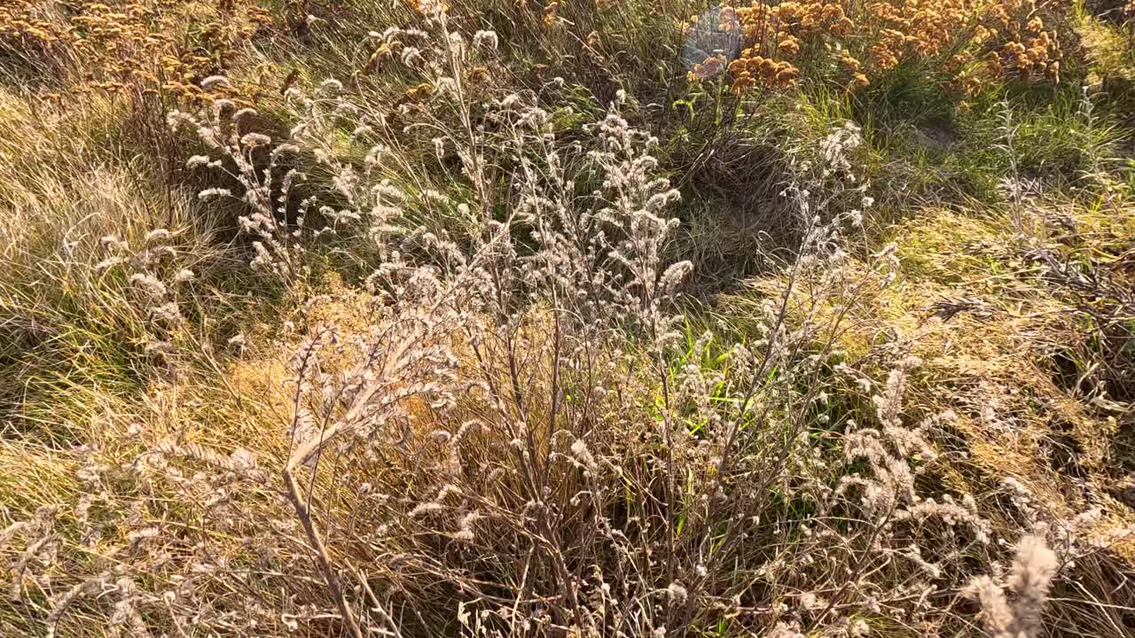 Dry autumn grasses and wildflowers gently move in the wind under warm sunlight, with golden hues and soft natural lighting in an open field