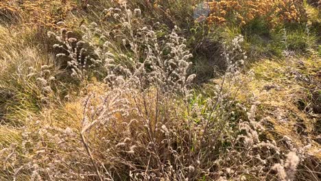 dry autumn grasses and wildflowers gently move in the wind under warm sunlight, with golden hues and soft natural lighting in an open field