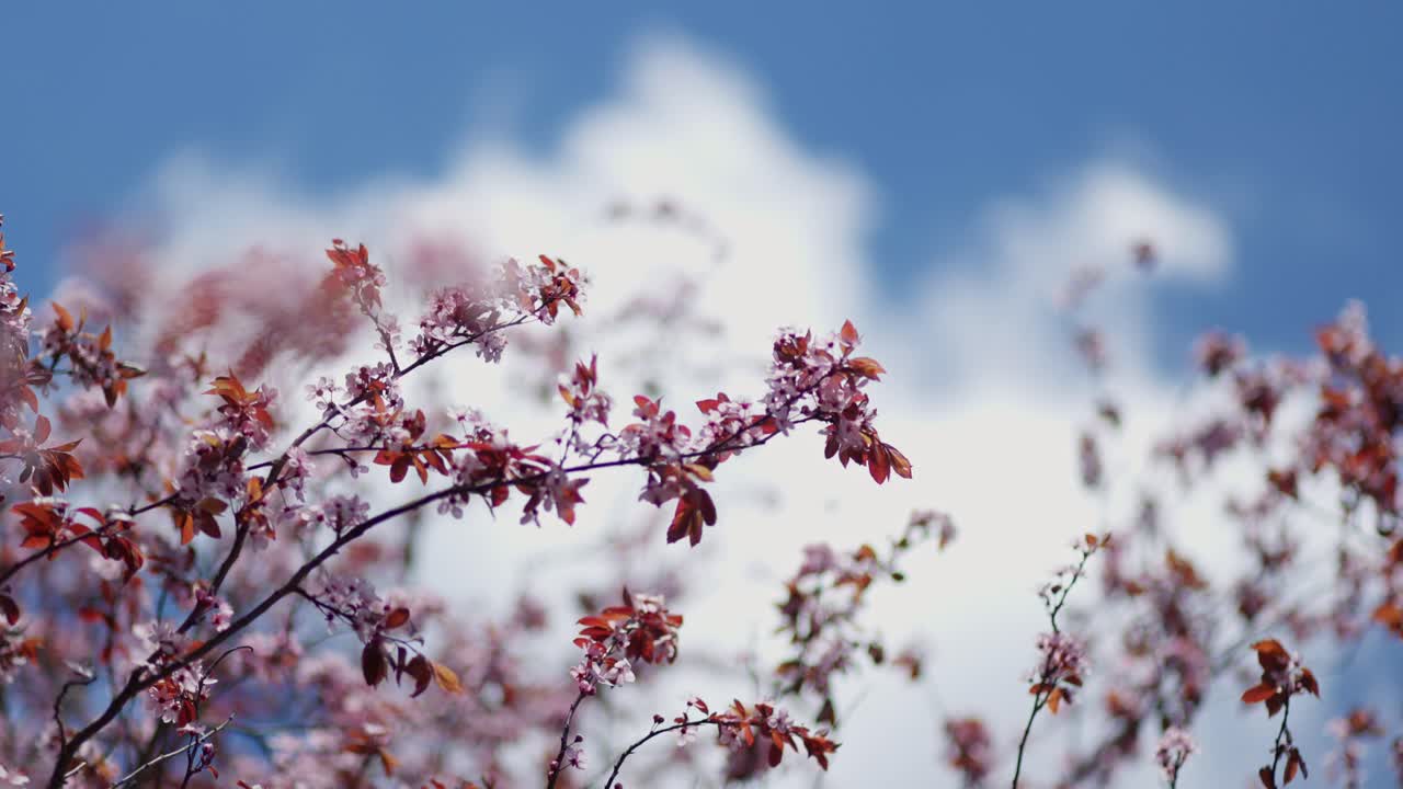 Pink Blossoms Against a Cloudy Sky