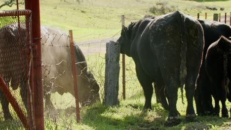 two de-horned bulls pawing at the ground trying to fight each other