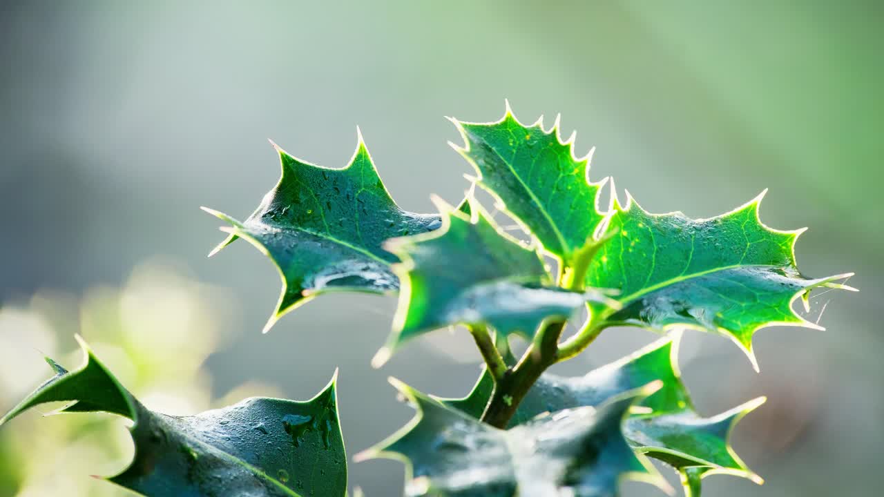Close-up video showcasing a marvelous holly bush, backlit by the morning sun, green leaves shining, and red Christmas berries glistening with dew