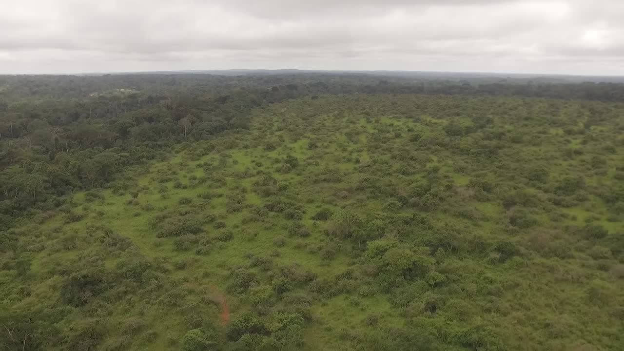 Flying high over the forest Nanga, a large amount of trees are visible from high up