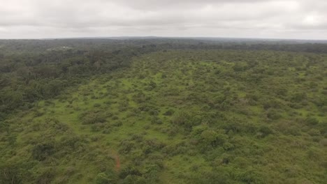 Volando-Alto-Sobre-El-Bosque-Nanga,-Una-Gran-Cantidad-De-árboles-Son-Visibles-Desde-Lo-Alto