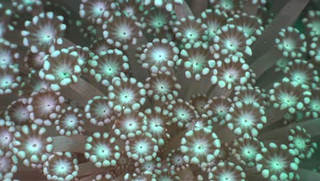 group of flower corals standing steady on tropical coral reef