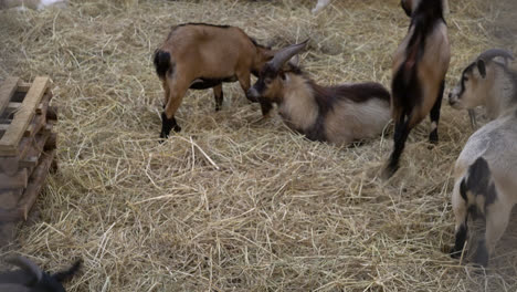 cute goat in a  farm