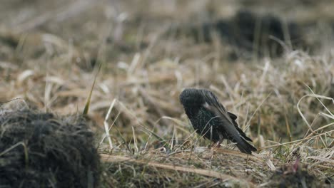 Common-starling-looking-for-food-in-grass-and-taking-bath-in-water-puddle