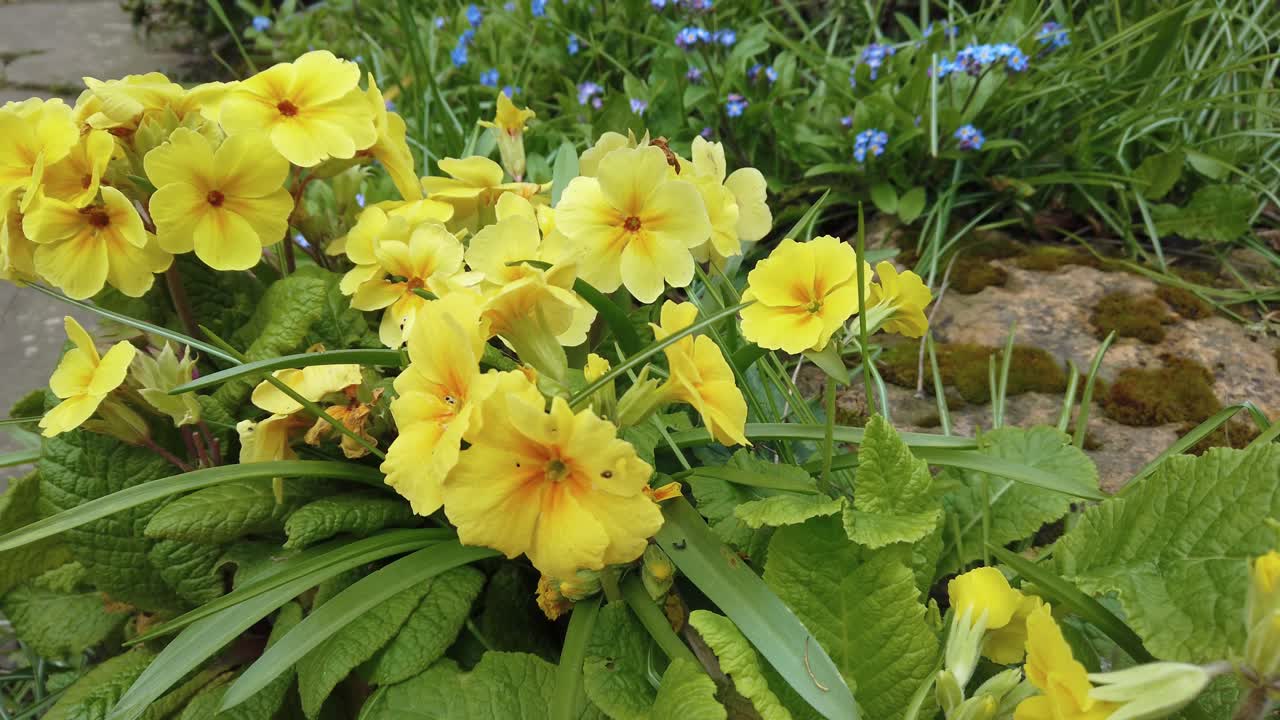 여름, 노란 꽃에 꽃가루를 모으는 범블비의 매크로 샷