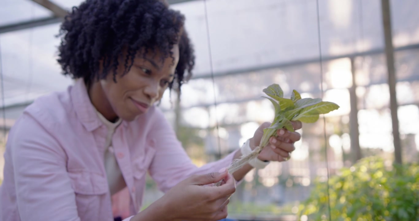 Mulher examinando uma planta em uma bancada de estufa depois de avistar e remover o invólucro, verificando as raízes para o plantio.