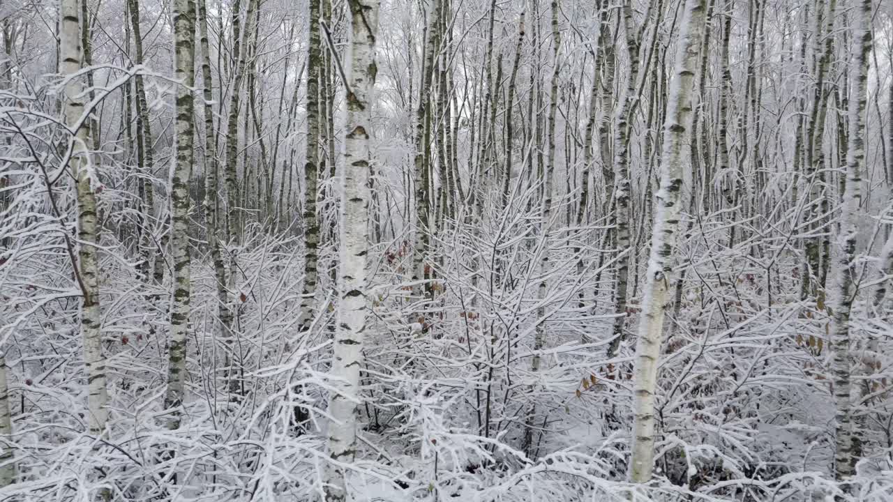 Drone glides near the snowy ground, passing tightly packed birches coated in frost as the wintry forest scrolls sideways