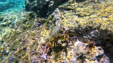 crab crawling underwater while taking a fight stance in croatia