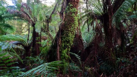 vegetación exuberante y árboles altos en el bosque tropical