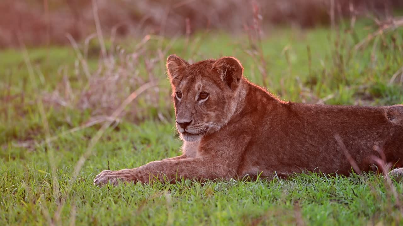 een rustige zonsondergang in het maasai mara nationale reservaat in kenia ziet een mannelijke leeuwenwelp rusten