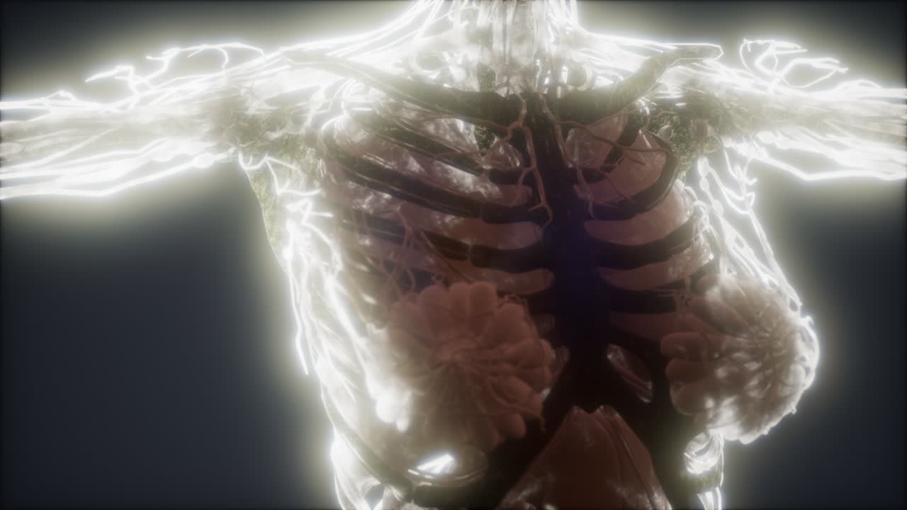 animación colorida del cuerpo humano que muestra huesos y órganos