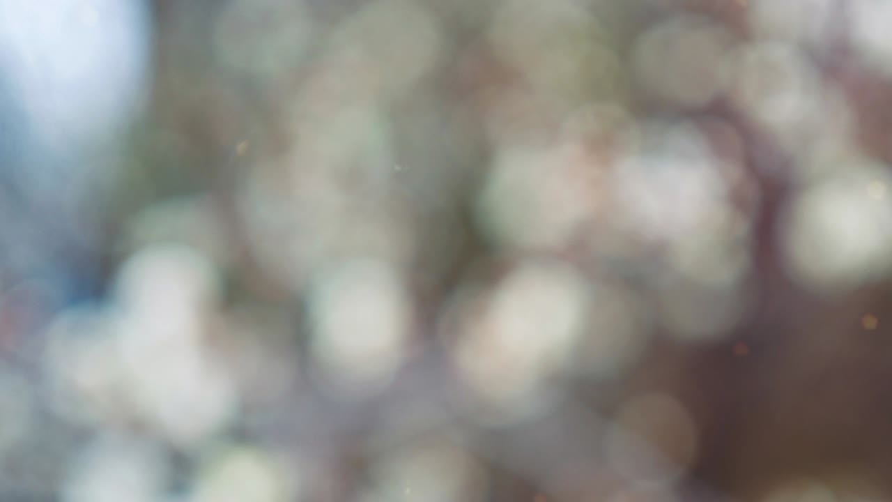 fondo de movimiento de bokeh de bosque abstracto