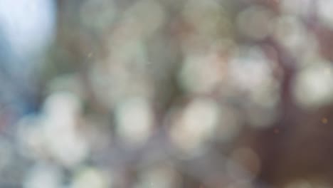 Abstract forest bokeh motion background