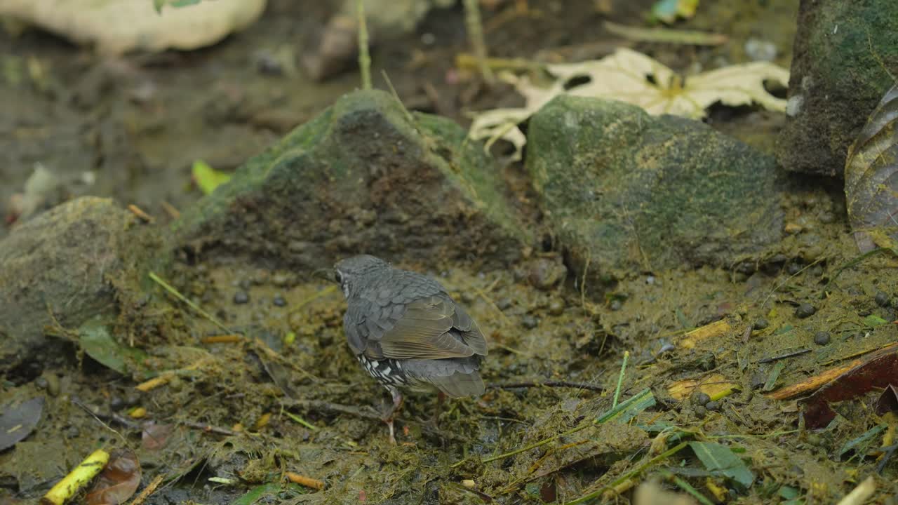 Small Brown Bird Foraging in Mud