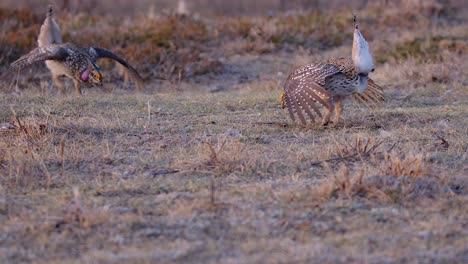 dancing male sharp-tailed grouse on prairie lek is joined by another