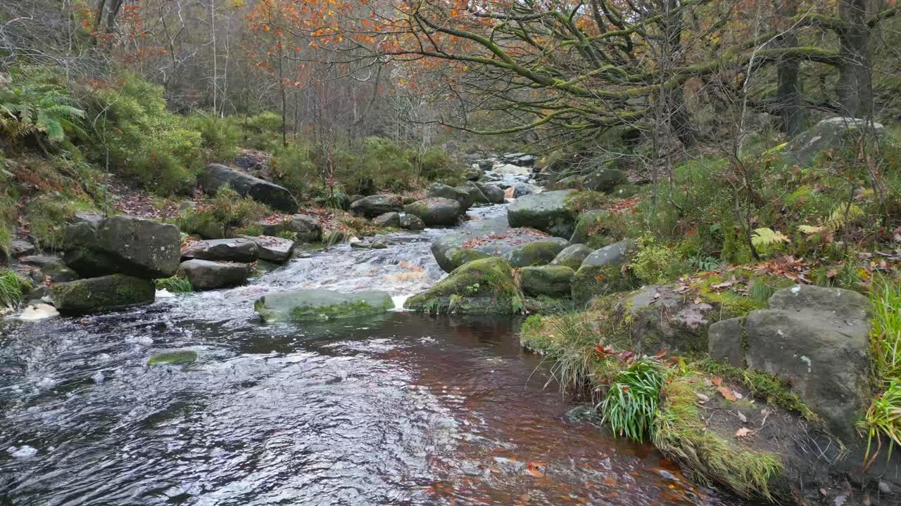un bosque de invierno tranquilo con un arroyo lento, robles dorados y hojas caídas, que ofrece una escena pacífica y relajante