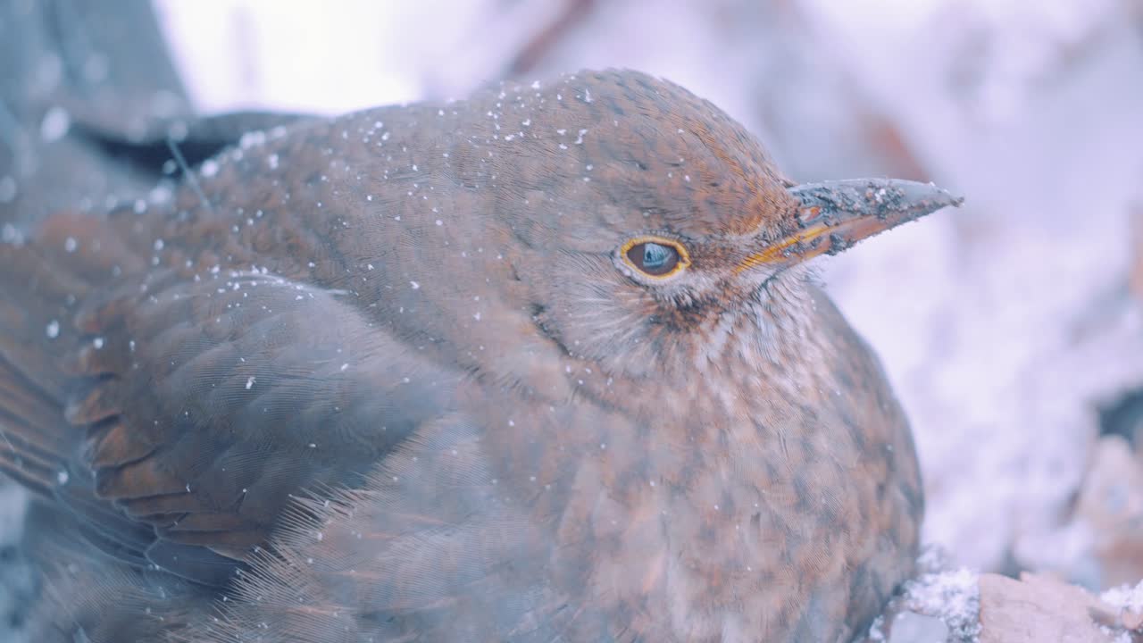 pajarito gordo sentado en el suelo mientras nieva en cámara lenta