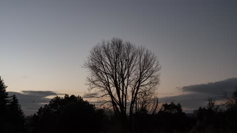 birds sit on branches of deciduous tree with sunrise in the background